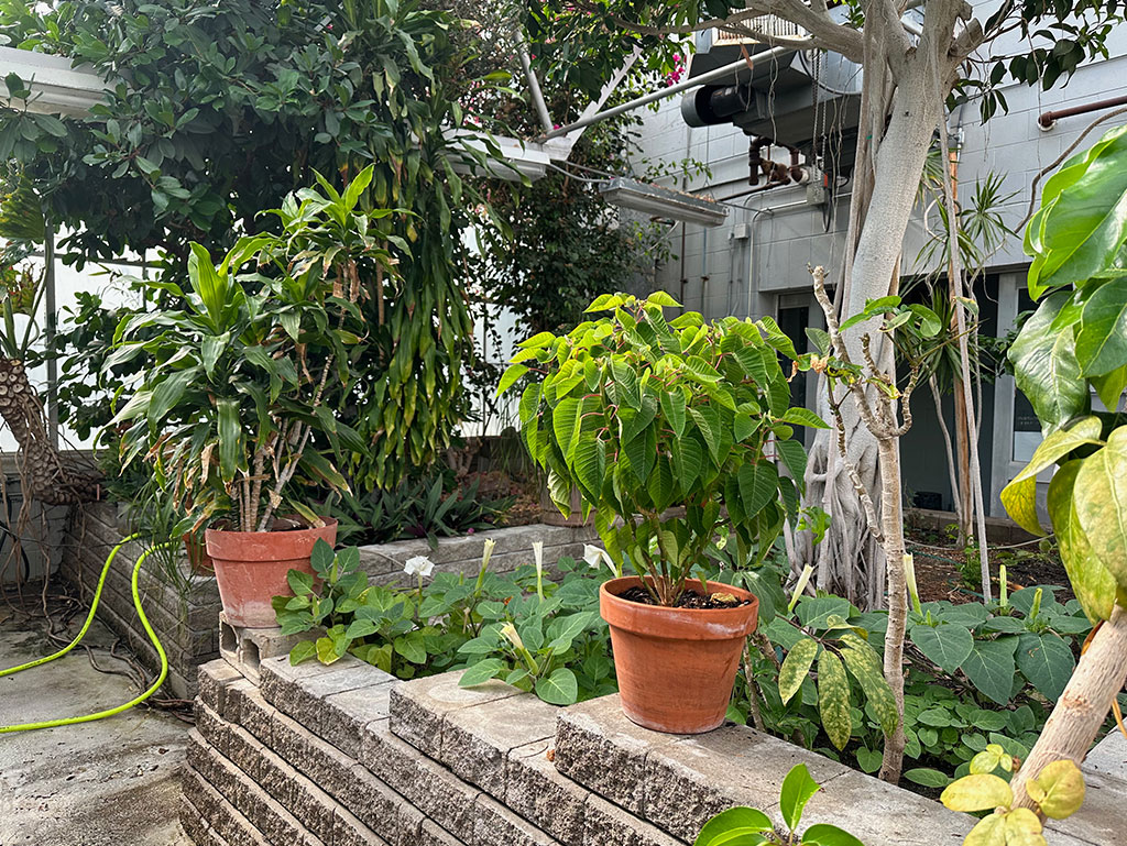 an interior view of the greenhouse showcasing a variety of plants