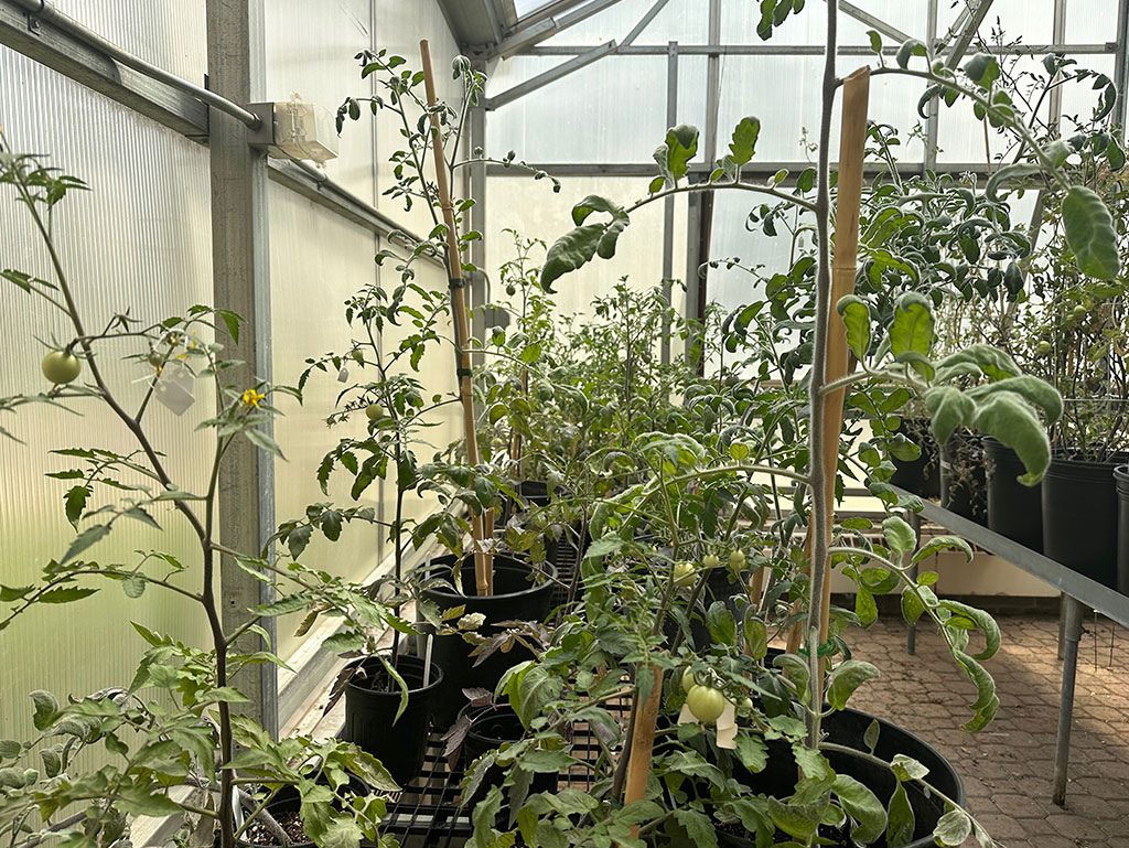 a collection of tomato plants growing inside the greenhouse