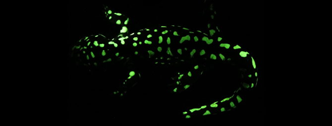 a glowing salamander