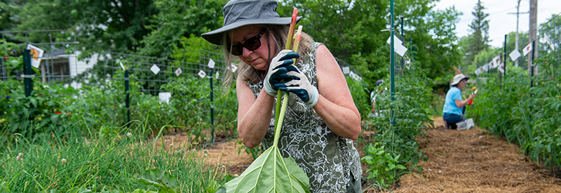 Woman harvesting rhubarb in garden