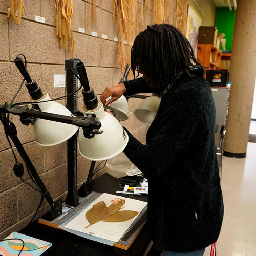 A man adjust a light above a plant specimen